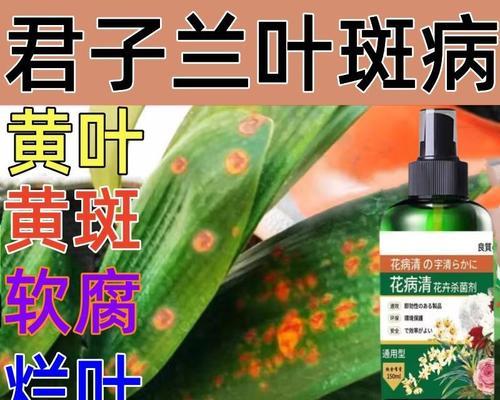 君子兰斑点黄色的解决方法是什么？