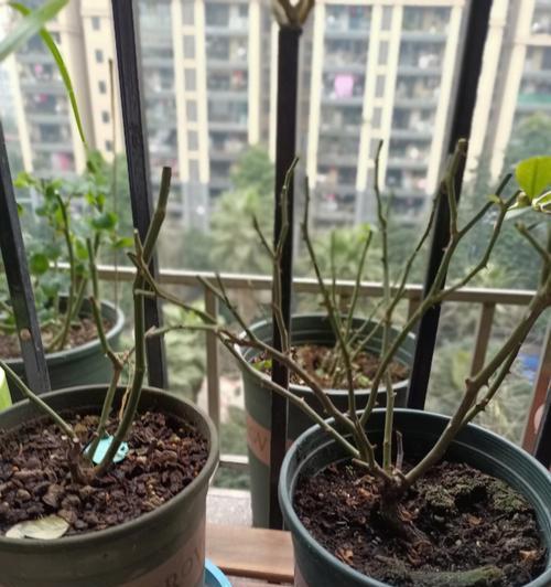 立春时修剪玫瑰花的最佳方法是什么？