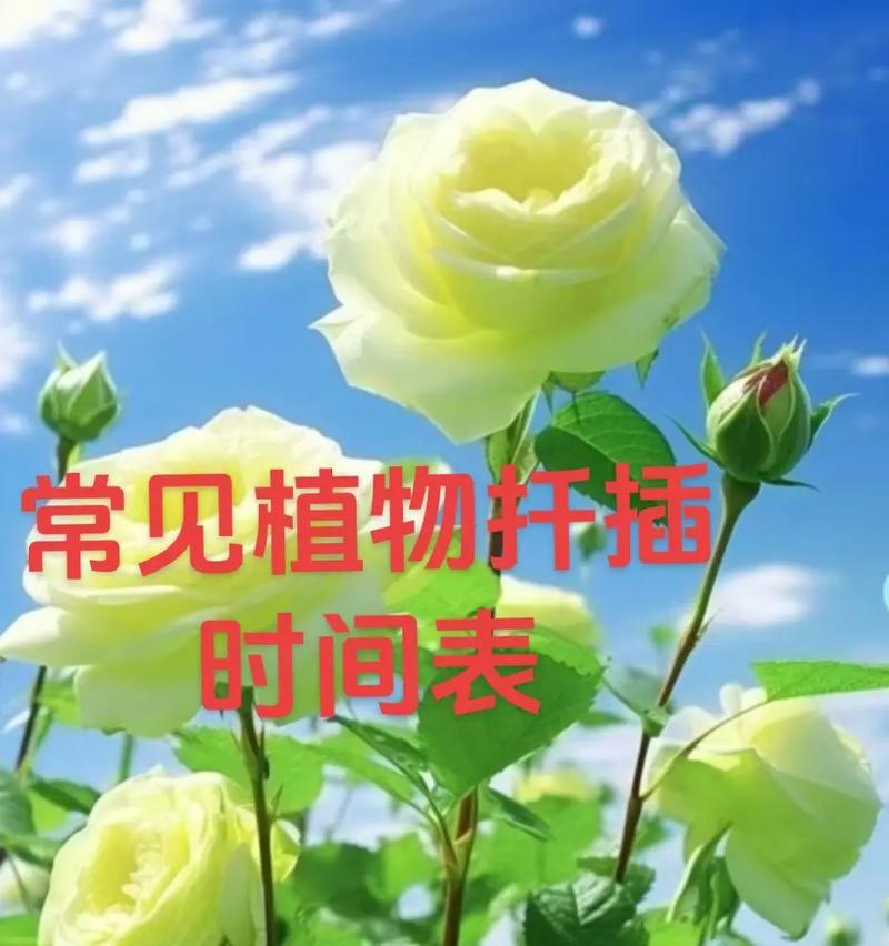 玫瑰花种子种植方法是什么？