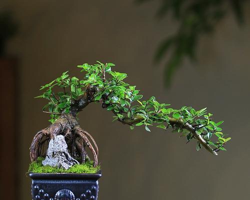 玫瑰花如何在花盆中种植？种植后如何维护？
