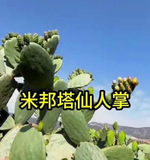 米邦塔仙人掌的修剪技巧有哪些？