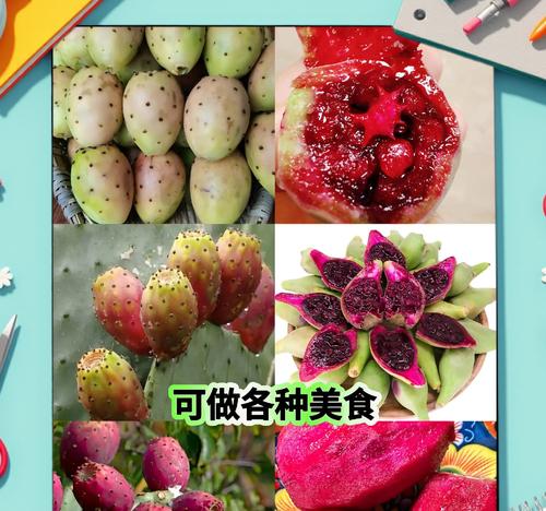 米邦塔仙人掌的修剪技巧有哪些？