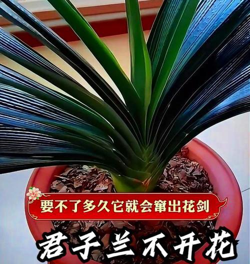 君子兰2月不开花是为何？如何促进开花？