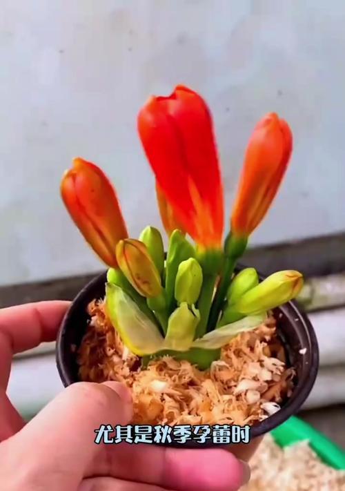 君子兰2月不开花是为何？如何促进开花？