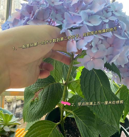仙人掌红珊瑚的最佳修剪方法是什么？