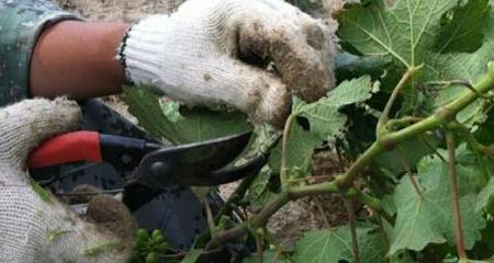 仙人掌红珊瑚的最佳修剪方法是什么？