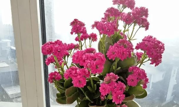 仙人掌盆栽如何安全过冬？