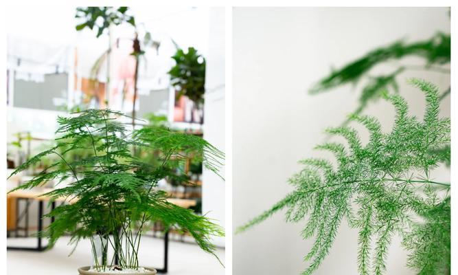 仙人掌盆栽如何安全过冬？