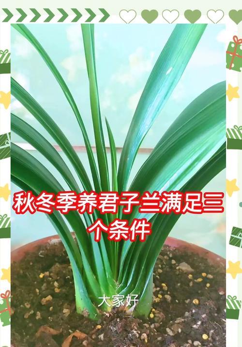 自然环境下君子兰的养护方法是什么？