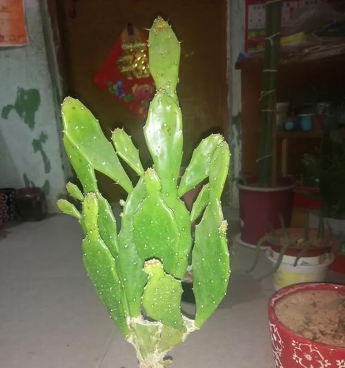 摇财树仙人掌如何旺盛生长？需要哪些条件？