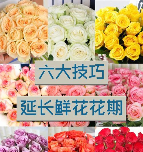 牡丹花鲜骨朵的养护管理技巧？
