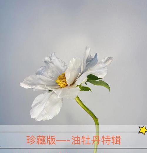 牡丹花鲜骨朵的养护管理技巧？