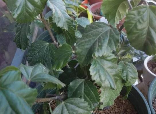 牡丹花鲜骨朵的养护管理技巧？
