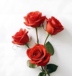 玫瑰花瓣的形状和特点是什么？