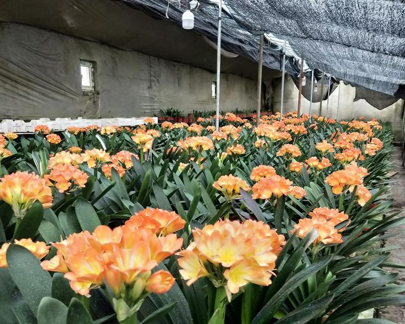 君子兰种植应该使用哪种土壤？土壤的选择有何讲究？