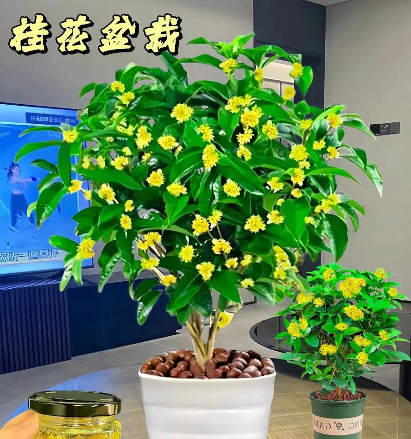 君子兰绿植桂花的养护管理技巧是什么？