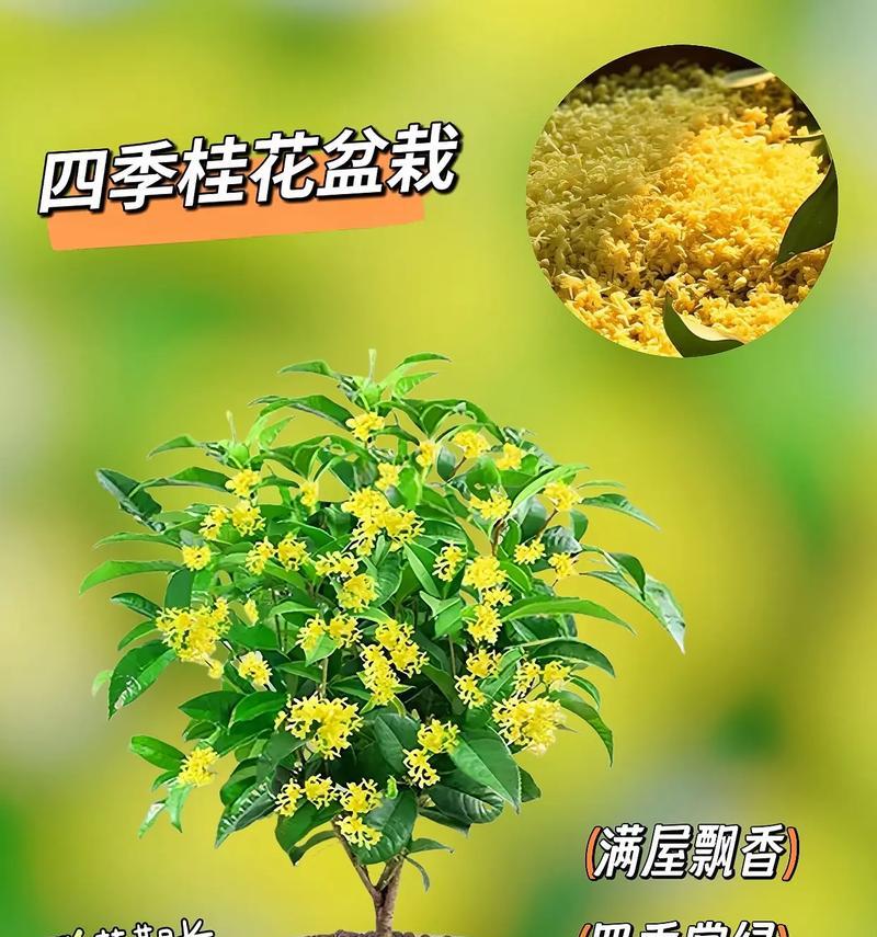 君子兰绿植桂花的养护管理技巧是什么？