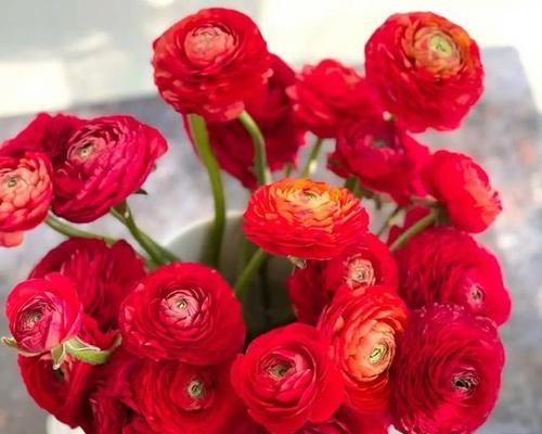 牡丹花可以托土栽吗？托土栽种的方法和注意事项是什么？