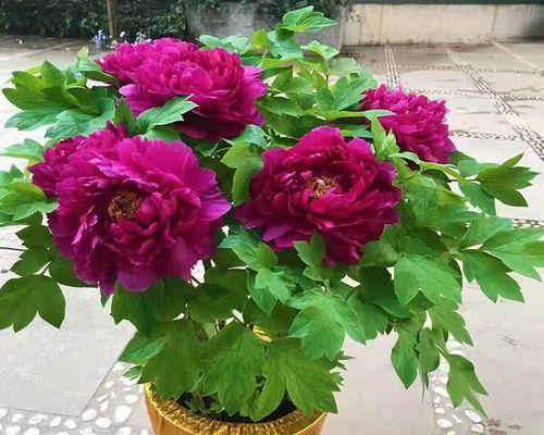 牡丹花可以托土栽吗？托土栽种的方法和注意事项是什么？
