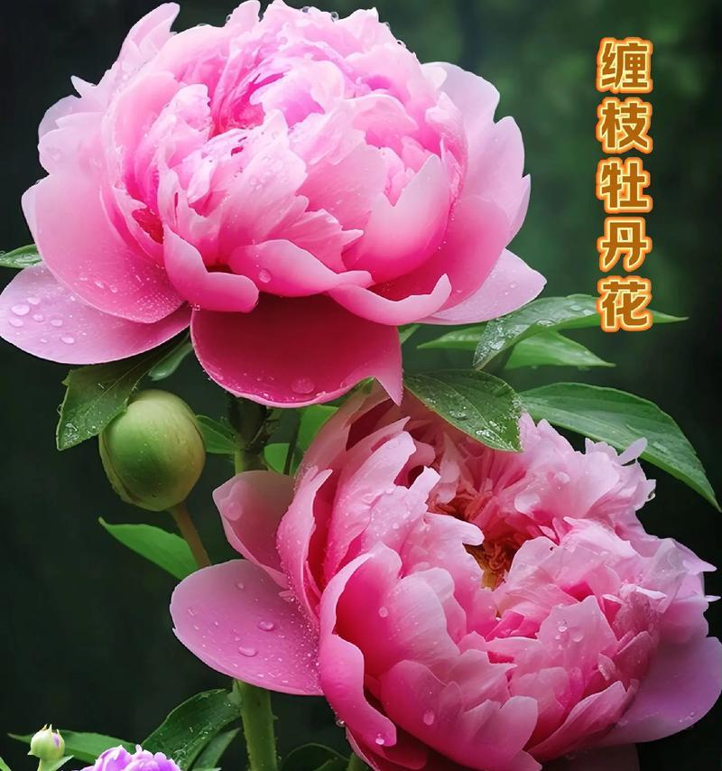 牡丹花可以托土栽吗？托土栽种的方法和注意事项是什么？