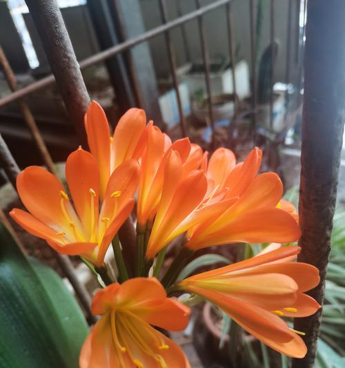 君子兰花蕊的作用和好处是什么？
