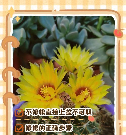 捡到仙人球怎么种植呢？有哪些步骤和注意事项？