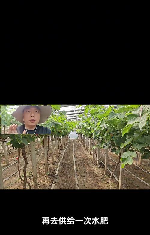 玫瑰花种植时水和肥料的比例是多少？怎样才能恰到好处？