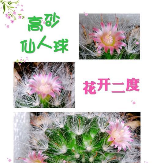 仙人球叶子染色技巧有哪些？