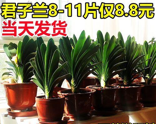 盆栽君子兰的存活技巧是什么？怎样快速生根？