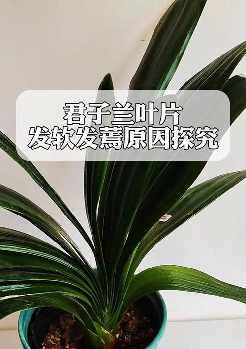 君子兰叶子发黄是什么原因？