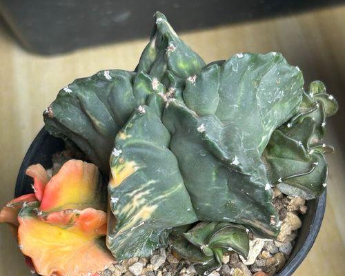 仙人球黑肋骨种植方法是什么？如何确保成活率？