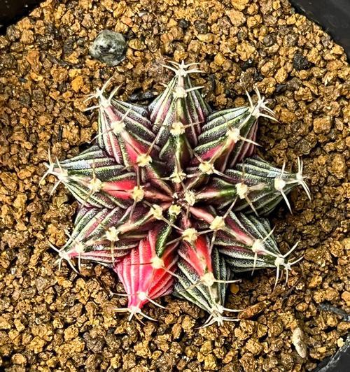 仙人球黑肋骨种植方法是什么？如何确保成活率？