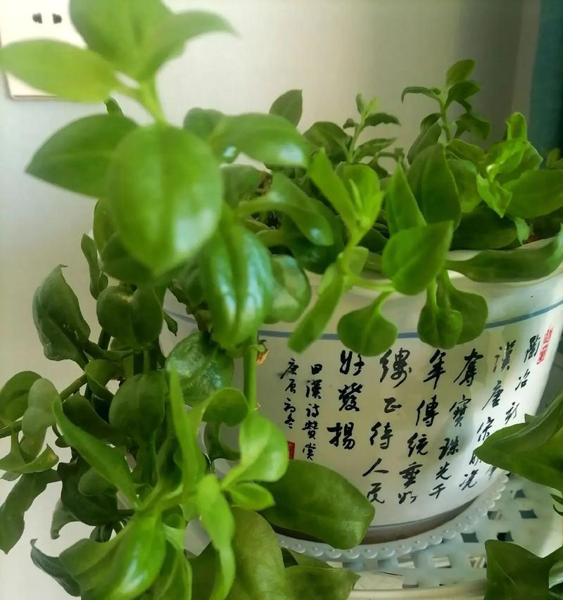 小青菜牡丹花养殖方法是什么？如何正确养护小青菜牡丹花？