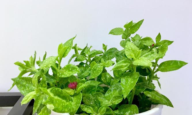 小青菜牡丹花养殖方法是什么？如何正确养护小青菜牡丹花？