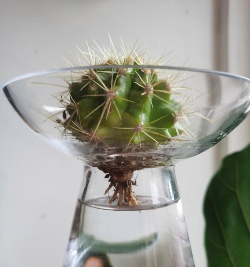 仙人掌过度浇水了怎么办？有哪些小妙招？