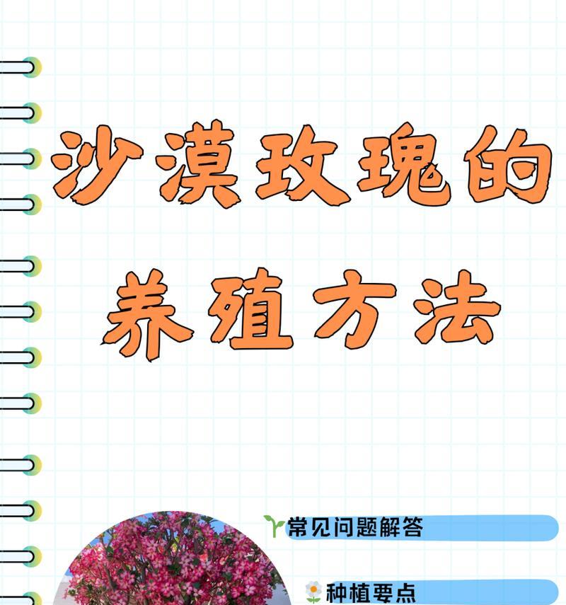 玫瑰花的正确养护方法是什么？