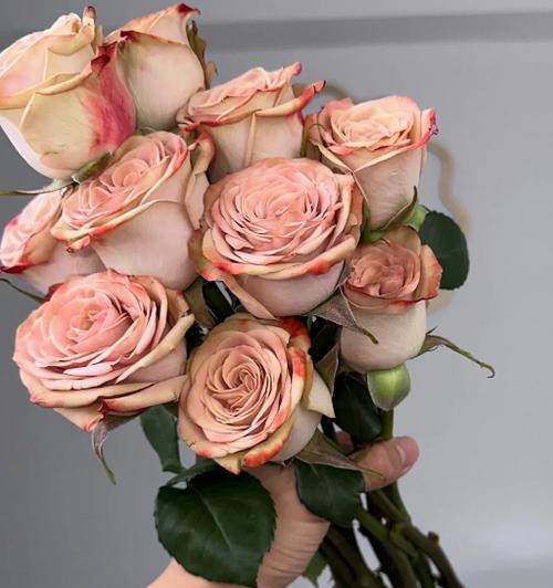 玫瑰花的正确养护方法是什么？