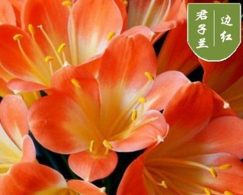 君子兰没根小苗的养护管理方法是什么？