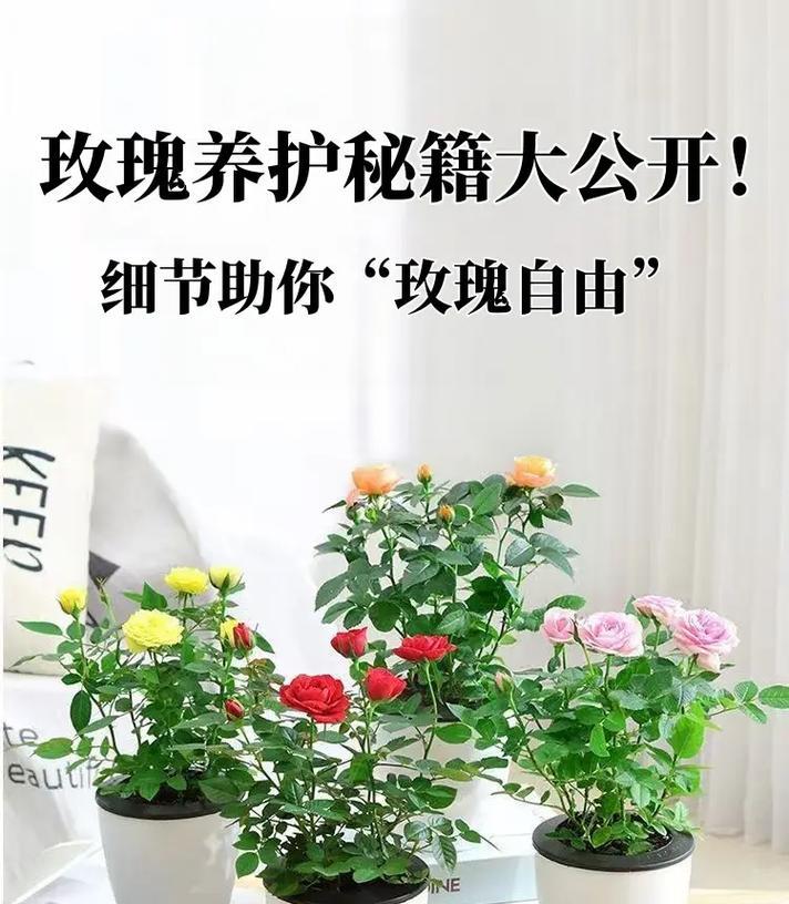假花长枝玫瑰花的养护方法和注意事项是什么？