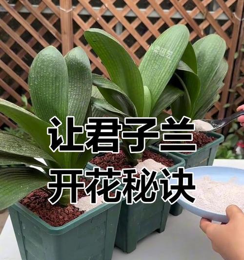 君子兰根系发达不开花？如何促进开花？