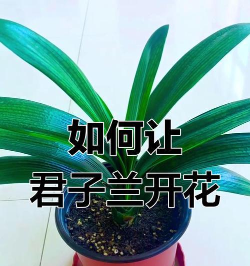 君子兰根系发达不开花？如何促进开花？