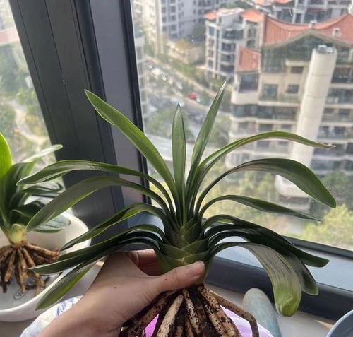 君子兰根系发达不开花？如何促进开花？