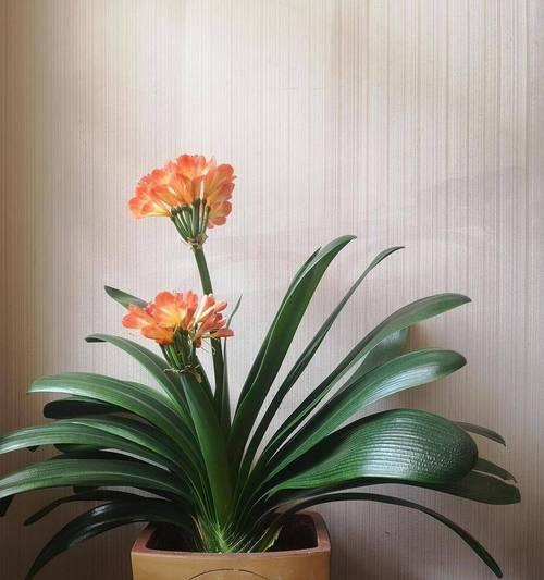 君子兰芽化时间是什么时候？