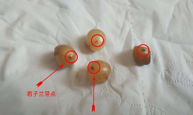 君子兰芽化时间是什么时候？