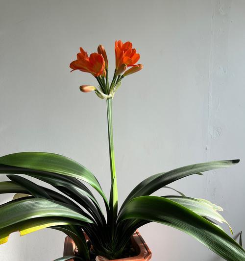 君子兰即将开花有哪些预兆？