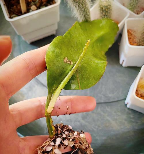 仙人掌怎么繁殖？繁殖方法有哪些？