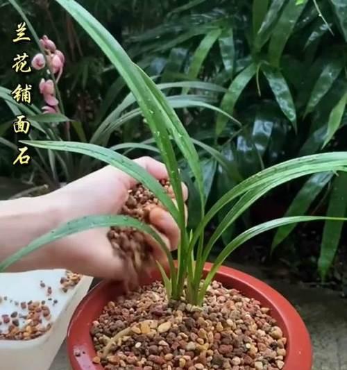 蓝宝石兰花真的是坑吗？正确的养护方法是什么？