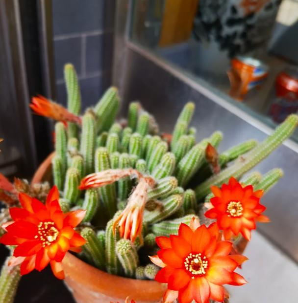 仙人掌白檀开花周期过长的原因是什么？