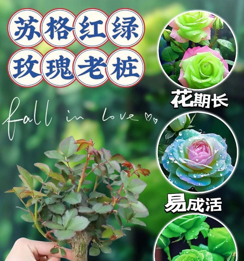 长枝玫瑰的种植方法是什么？怎样确保其健康成长？