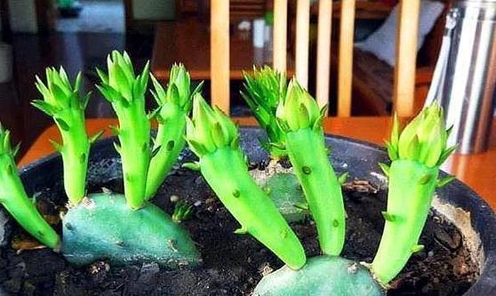 盆栽仙人掌无盆如何处理？怎样促进其生根？